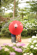 あじさいフォト間に合います！