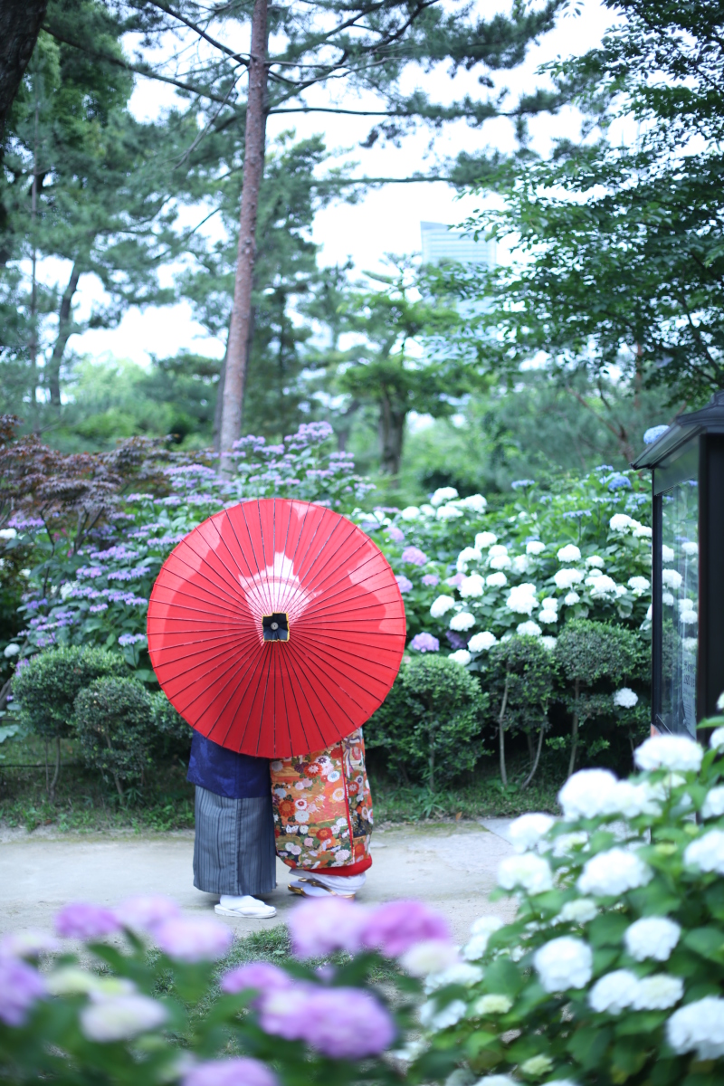 紫陽花フォト