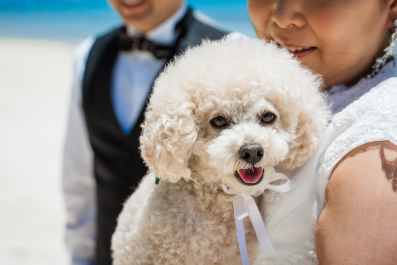 ＼ 沖縄本島で叶う！ ／愛犬と一緒に楽しむフォトウェディング