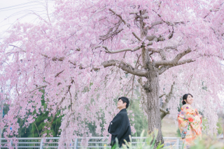 今年もさくらがやってきました！