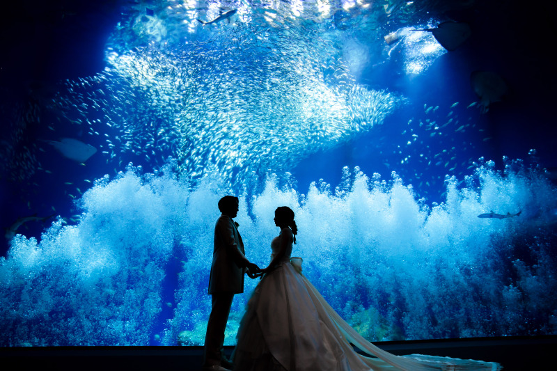 貸切⭐️水族館フォトウェディング！