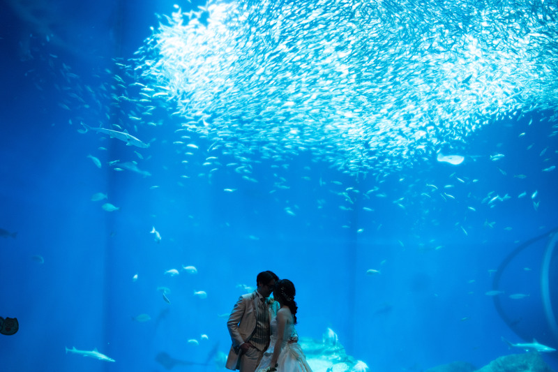 水族館撮影˚⁎⁺˳✧༚