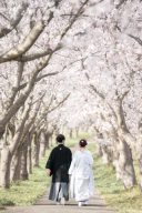 さくらの日˚⁎⁺˳＊༚