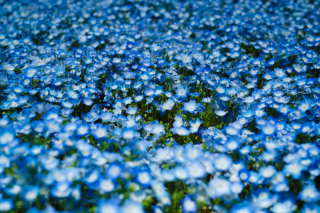 一面に広がるのブルーの世界❀