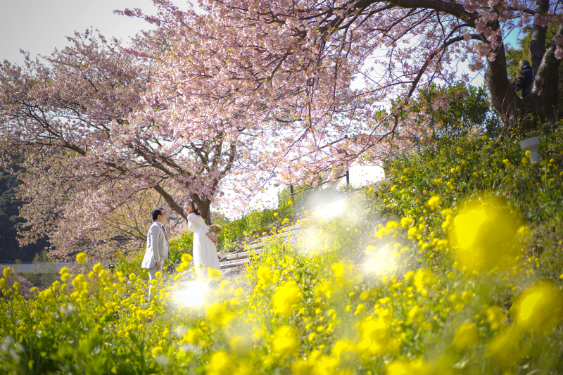 河津桜×アンシャンテ伊豆