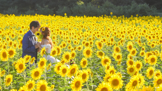 ひまわり畑×フォトウェディング♪