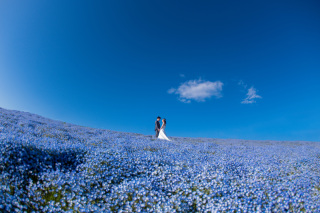 ネモフィラ＆、、、③！！！