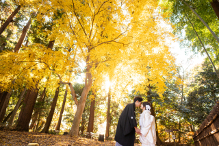 まるで黄金のカーテン♡紅葉イチョウでドラマチック和装フォト!