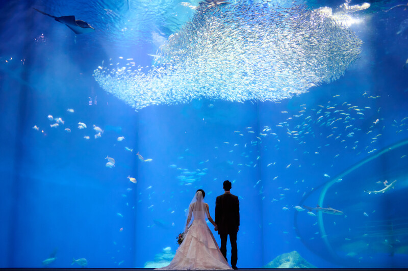 水族館×フォトウェディング