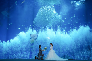 ◈幻想的な水族館ロケ◈夏も涼しい室内で洋装フォトプラン