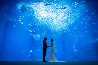 【奇跡の一枚】海の世界にお二人だけ ❣ 水族館で撮る究極の美ショット ✦