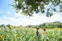 ◈一面のひまわりロケ◈夏空の下で映画のワンシーンのような笑顔を残す洋装フォト