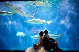 ◈ 幻想的な水中の世界 ◈ アクアワールドで叶える、シネマチックな水族館フォト