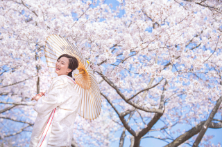 桜×フォトウェディング