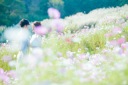 コスモス × フォトウェディング