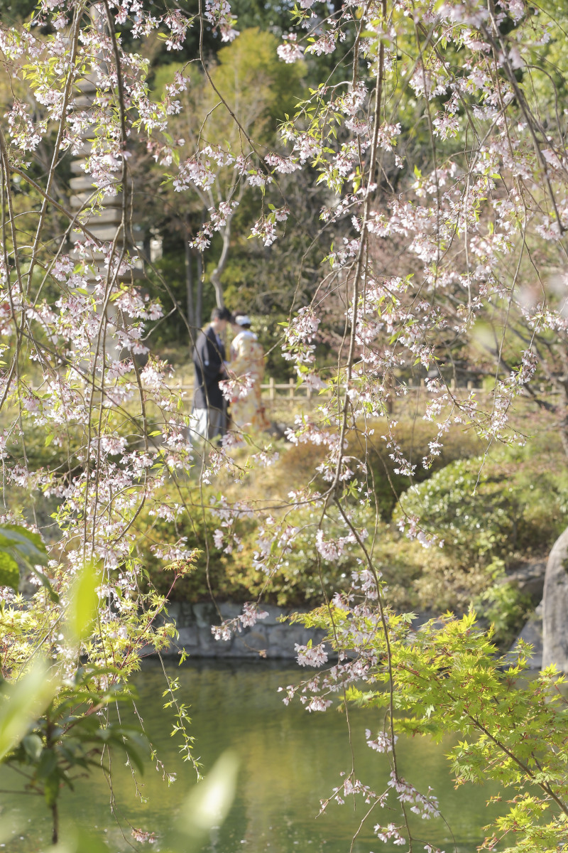 桜撮影のご紹介!