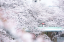 神田川の桜が満開でした！