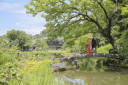 夏先取りー肥後細川庭園！