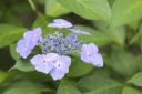 紫陽花&times;緑