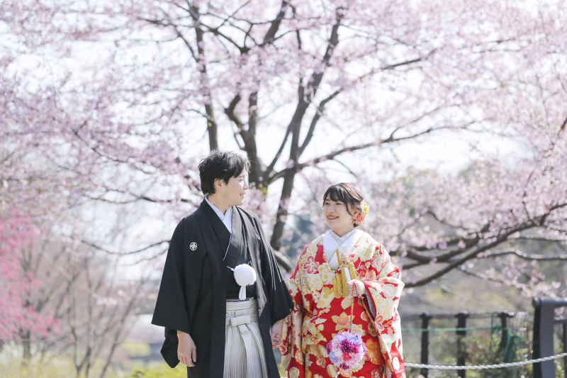 スタジオアクア新宿店です。昭和記念公園の桜の開花状況です1