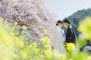 2026年の河津桜ロケーション