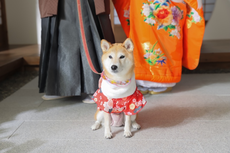 スタジオで柴犬と！