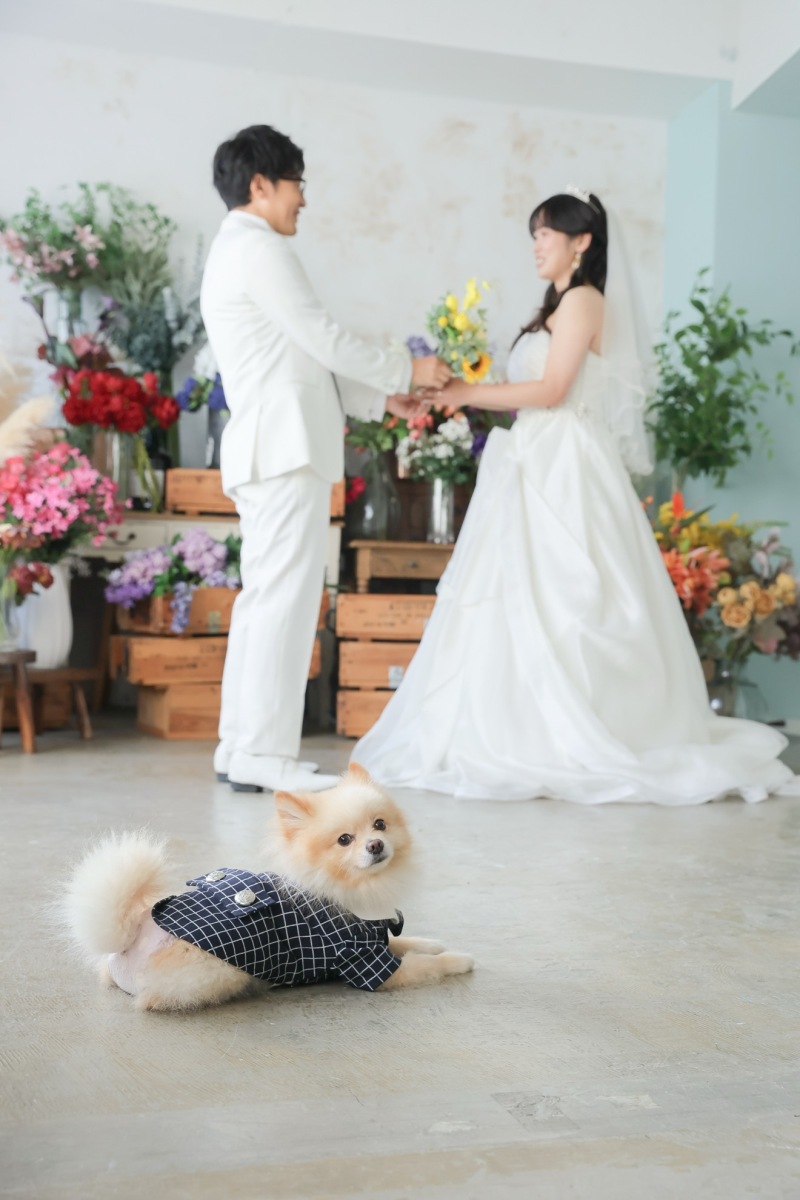 ハウススタジオの優しい雰囲気で、愛犬と記念撮影