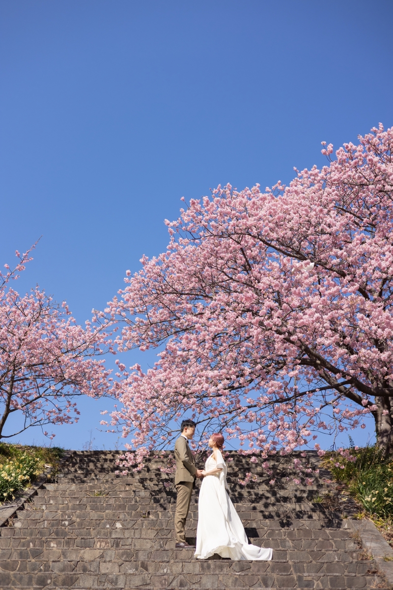 河津桜と白浜の海岸で