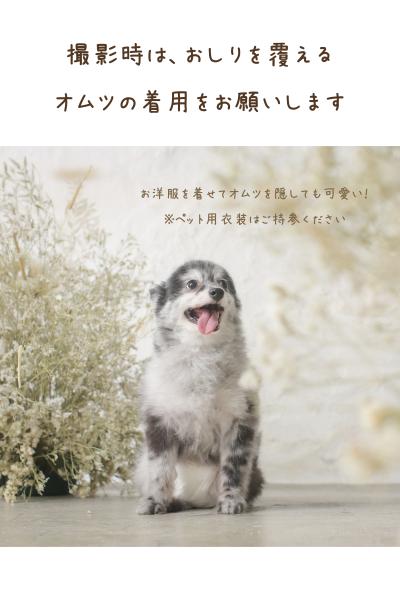 ペット撮影時のお願い