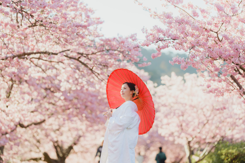 ピンクに色づく河津桜で撮影しませんか?