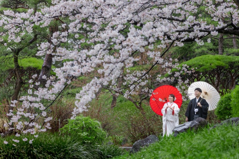 満開の桜の中で