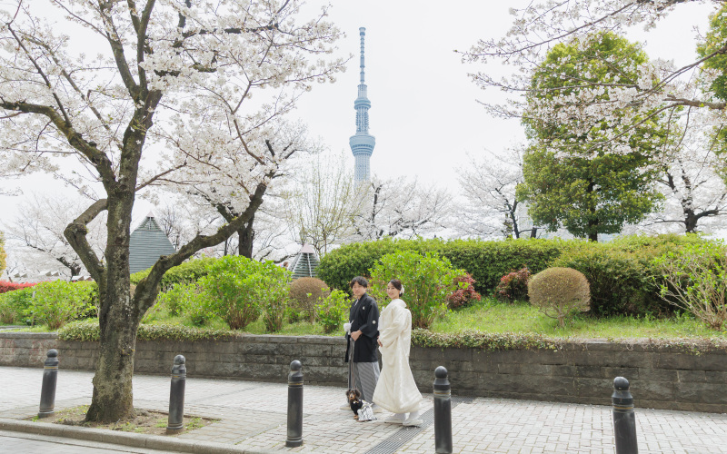春といえば！桜の浅草ロケ紹介！
