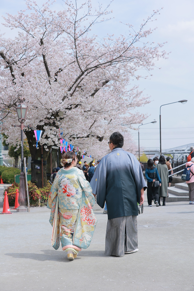 桜ロケ