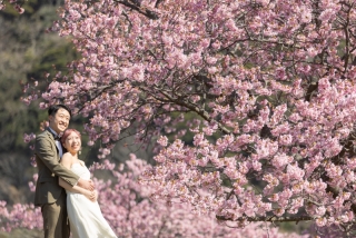 河津桜と白浜の海岸で