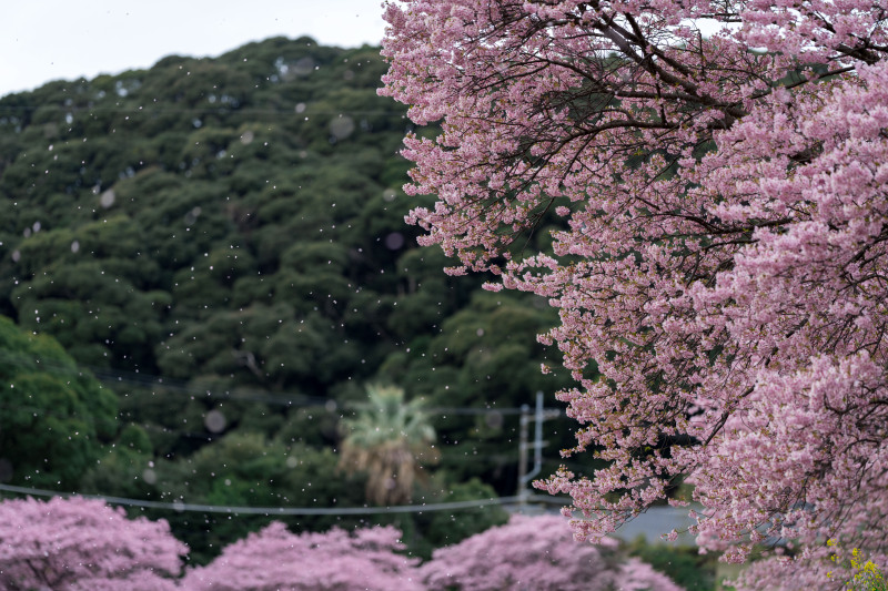 河津桜のいいところ!