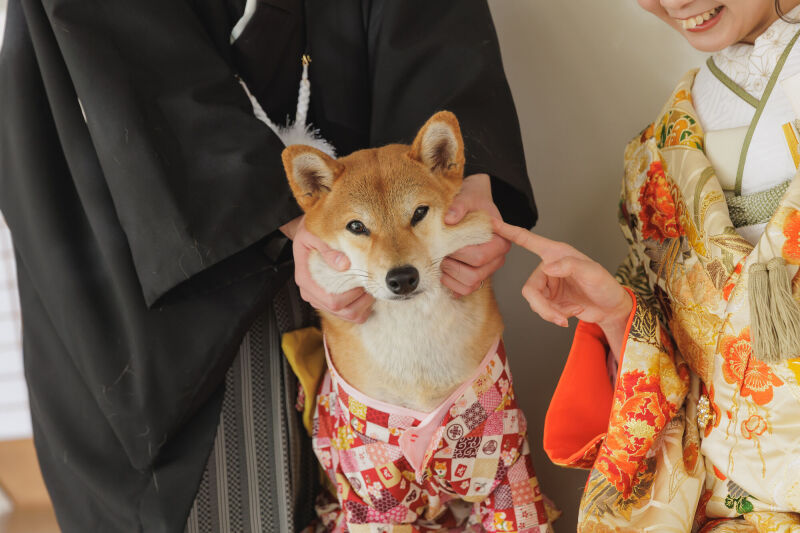 わんこといっしょ♪【和装 屋内庭園スタジオ＋プチロケ】