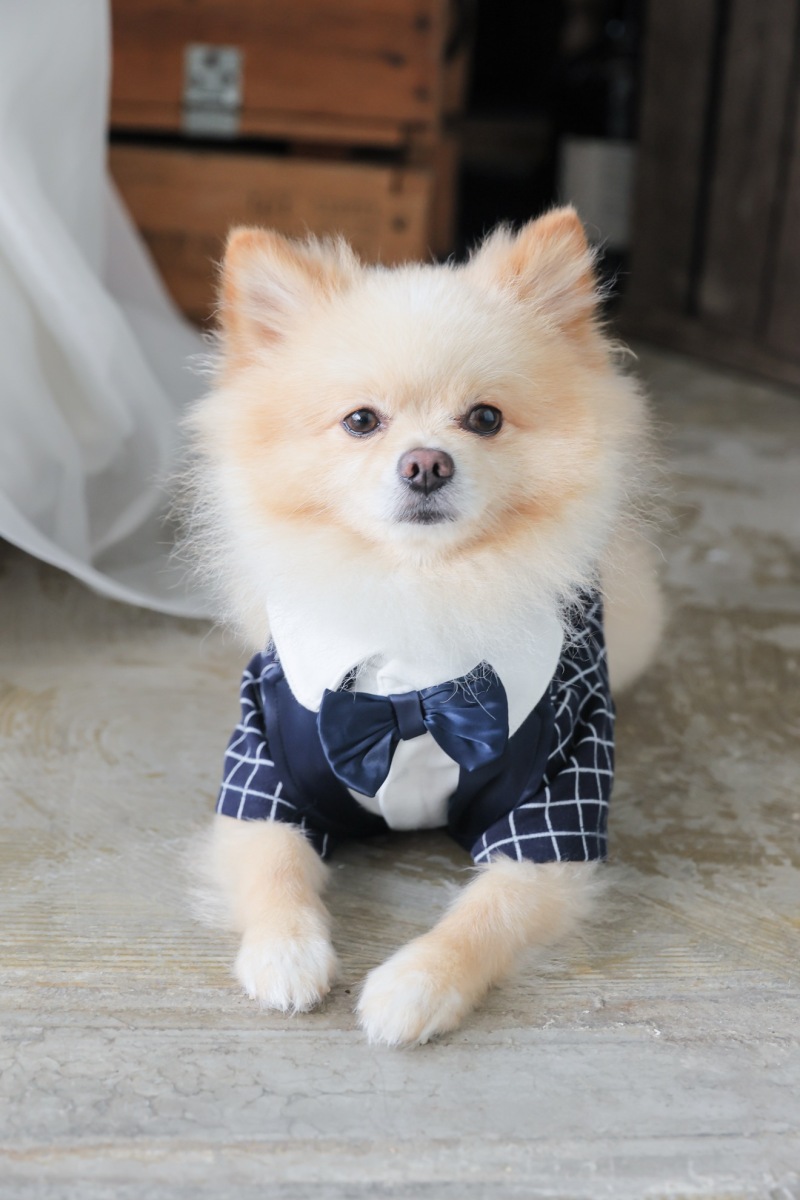 ハウススタジオの優しい雰囲気で、愛犬と記念撮影