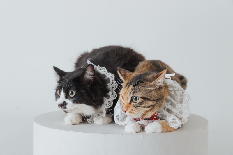 愛猫と記念を残す