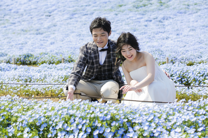 ネモフィラ満開 ひたち海浜公園