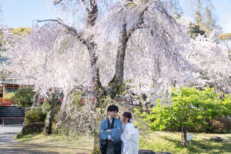 富士浅間大社桜