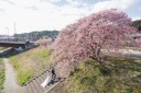 早咲きの桜のもとで【河津桜ロケーション】