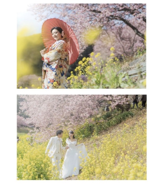 2023年 河津桜先行予約スタート！！！