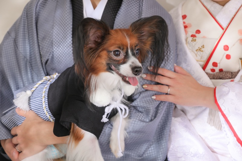 素敵な和装コーディネートでワンちゃんと一緒に！