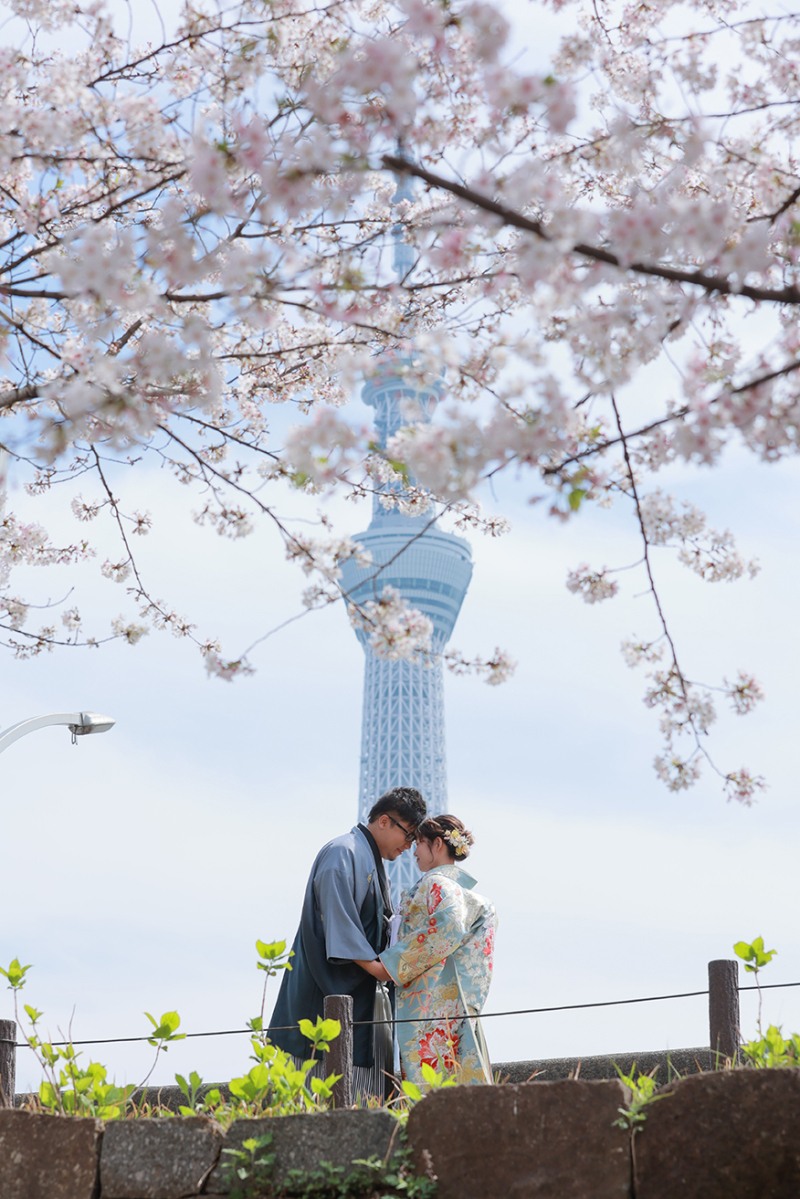 桜ロケ
