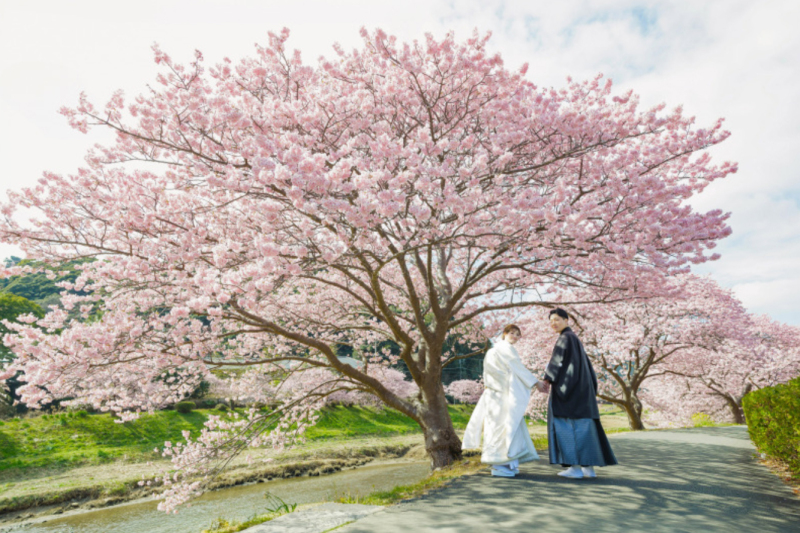 2026年の河津桜ロケーション