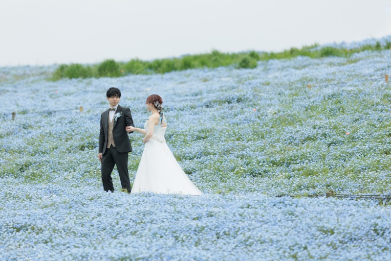 ネモフィラのご予約受付中です!