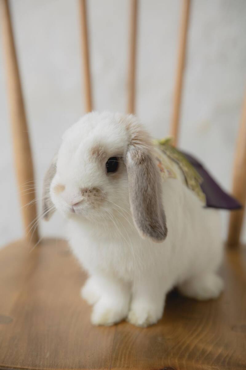 癒しショット