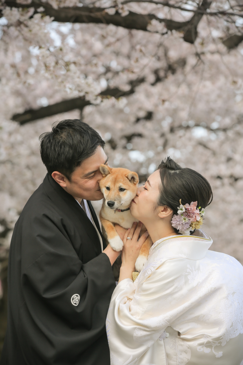 桜と一緒に浅草で撮影しませんか?