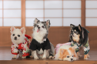 わんちゃん４匹とペット撮影