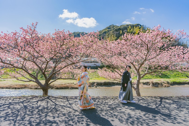 残りわずか！河津桜での撮影を楽しみませんか？